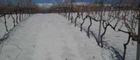 LOS VINOS MAS ALTOS DE EUROPA estan en la Sierra de la CONRAVIESA-ALPUJARRA
