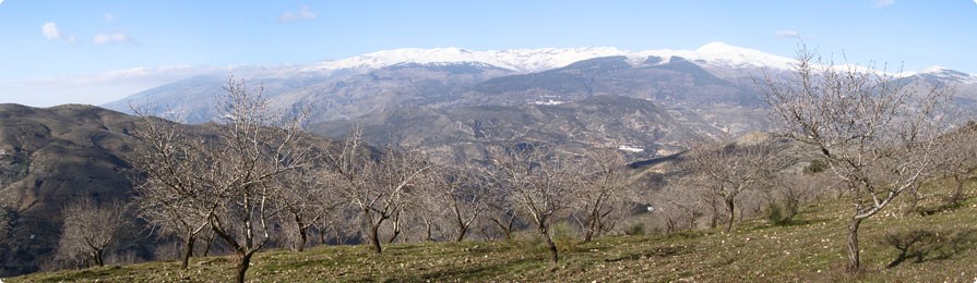 Foto: Sierra Nevada, vista desde un campo plantado de almendros.
